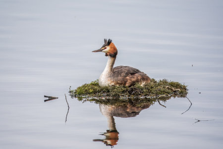 Great Crested Grebe, Podiceps cristatus, water bird sitting on the nest, nesting time on the green...
