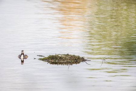 The waterfowl bird Great Crested Grebe swimming in the lake near its nest with eggs. The great...