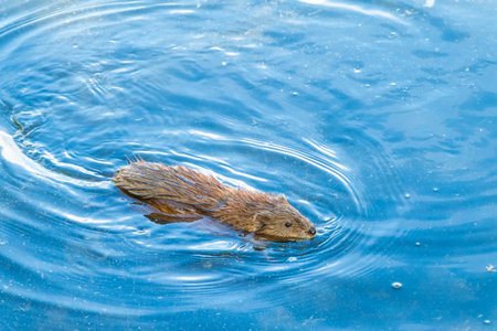 Muskrat, Ondatra zibethicuseats swiming at the surface of the lake water. Ondatra zibethicus, water...