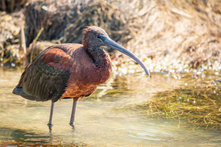 The glossy ibis, latin name Plegadis falcinellus, searching for food in the shallow lagoon. A brown...