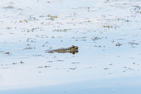 A large green frog with puffy cheeks sits in the marsh.