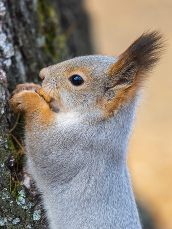 The squirrel with nut sits on a branch in the spring or summer. Portrait of the squirrel close-up....