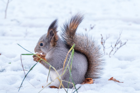 The squirrel in winter sits on white snow. Eurasian red squirrel, Sciurus vulgaris