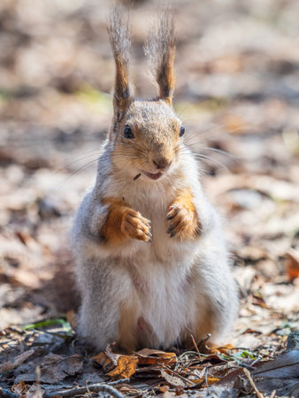 Squirrel in autumn or spring with nut on the green grass with fallen yellow leaves. Squirrel looking for food on the ground. Wild animal. Autumn or spring forest.の写真素材