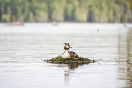 Great Crested Grebe, Podiceps cristatus, water bird sitting on the nest, nesting time on the green...