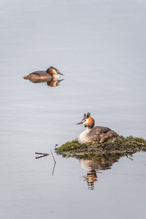 Great Crested Grebe, Podiceps cristatus, water bird sitting on the nest, nesting time on the green...