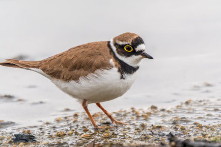Little ringed plover in natural habitat. Portrait of Little ringed plover, bird standing on lake...