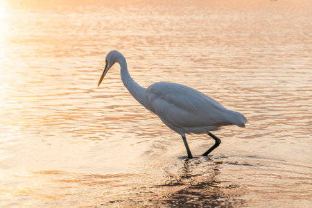 Great egret (Ardea alba), a medium-sized white heron fishing on the sea beach. White heron on the...