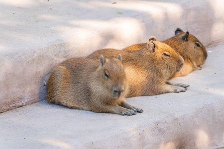 Three capybara in the park. Capybara is a semi-aquatic mammal found throughout almost all countries...
