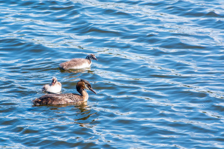The waterfowl bird, great crested grebe with chick, swimming in the lake. The great crested grebe,...