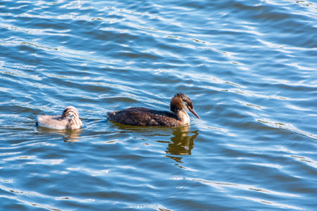 The waterfowl bird, great crested grebe with chick, swimming in the lake. The great crested grebe,...