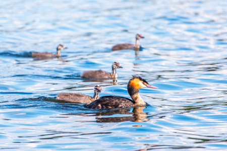 The waterfowl bird, great crested grebe with chick, swimming in the lake. The great crested grebe, Podiceps cristatus, is a member of the grebe family of water birds.の写真素材