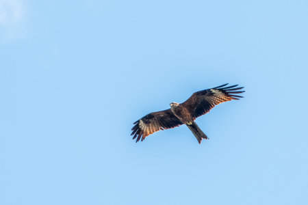 The bird of prey Black Kite flying in blue Sky. The black kite, Milvus migrans, is a medium-sized...