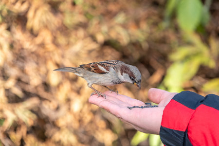 Sparrow eats seeds from a man's hand. A Sparrow bird sitting on the hand and eating nuts.