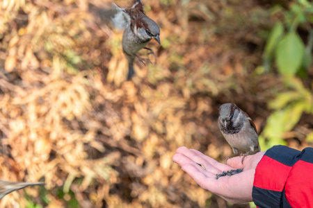 Sparrow eats seeds from a man's hand. A Sparrow bird sitting on the hand and eating nuts.