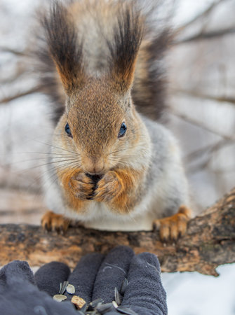 Squirrel in the winter eating nuts from a man's hand. Caring for animals in winter or autumn....