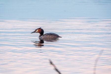 The waterfowl bird Great Crested Grebe swimming in the calm lake. The great crested grebe, Podiceps cristatus, is a member of the grebe family of water birds.の写真素材