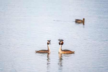 Mating games of two water birds Great Crested Grebes. Two waterfowl birds Great Crested Grebes swim...