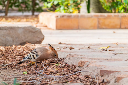 Eurasian hoopoe or Common hoopoe (Upupa epops) bird close-up on the ground. Early morning light on a...
