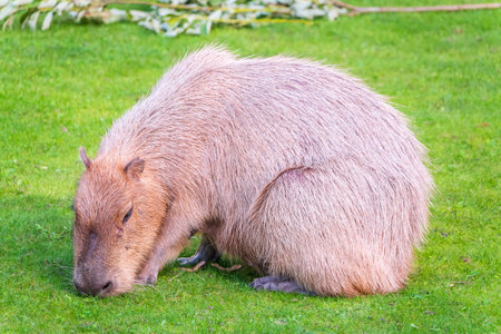 A large capybara lies on the green grass in the park. South American capybara closeupの写真素材