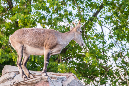 Bharal or Himalayan blue sheep or naur (Pseudois nayaur), female