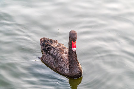 A graceful black swan with a red beak is swimming on a lake with dark green water. The black swan is reflected in the water. Black swan with red beak, Cygnus atratusの写真素材