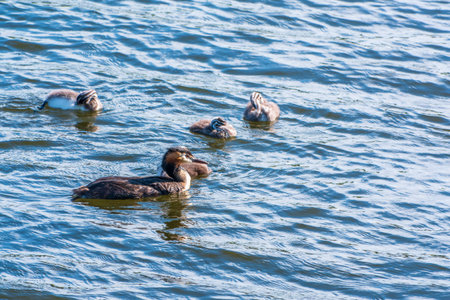 The waterfowl bird, great crested grebe with chick, swimming in the lake. The great crested grebe,...