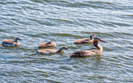 The waterfowl bird, great crested grebe with chick, swimming in the lake. The great crested grebe,...