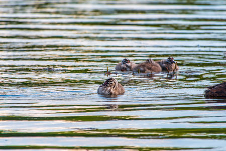 The waterfowl bird, great crested grebe with chick, swimming in the lake. The great crested grebe,...