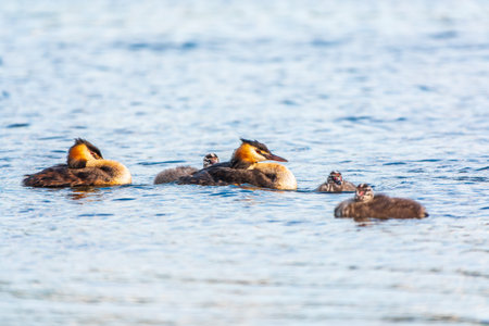 The waterfowl bird, great crested grebe with chick, swimming in the lake. The great crested grebe,...