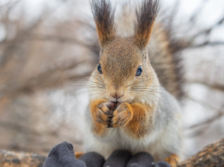 Squirrel in the winter eating nuts from a man's hand. Caring for animals in winter or autumn....