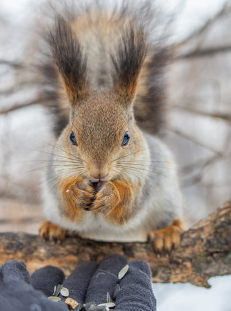 Squirrel in the winter eating nuts from a man's hand. Caring for animals in winter or autumn....