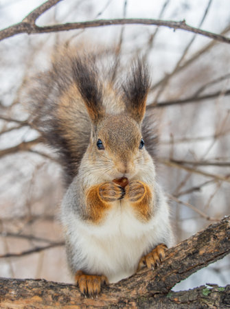 The squirrel with nut sits on tree in the winter or late autumn. Eurasian red squirrel, Sciurus...