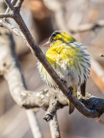 Eurasian siskin male, latin name spinus spinus, sitting on branch of tree. Cute little yellow...
