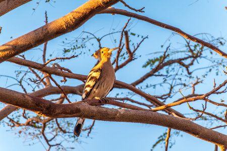 Eurasian Hoopoe, Upupa epops, on a dry tree branch. A bird sits on tree branch