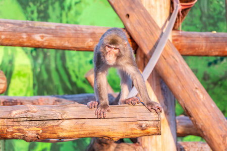 Japanese macaque walks on a wooden log