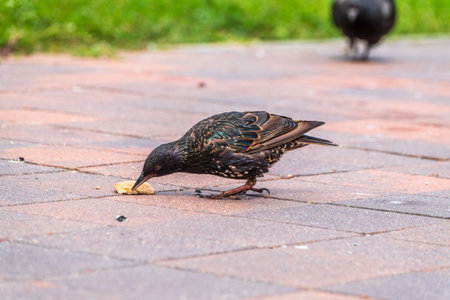 The common starling or European starling, Sturnus vulgaris, collects worms on a sprng lawn. Bird...