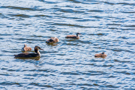 The waterfowl bird, great crested grebe with chick, swimming in the lake. The great crested grebe,...