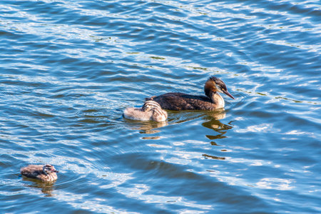 The waterfowl bird, great crested grebe with chick, swimming in the lake. The great crested grebe, Podiceps cristatus, is a member of the grebe family of water birds.の写真素材