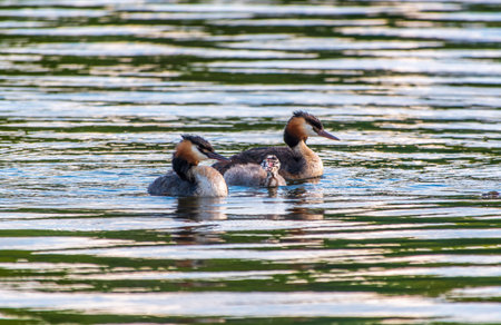 The waterfowl bird, great crested grebe with chick, swimming in the lake. The great crested grebe,...