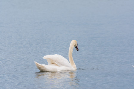 Graceful white Swan swimming in the lake, swans in the wild. Portrait of a white swan swimming on a...