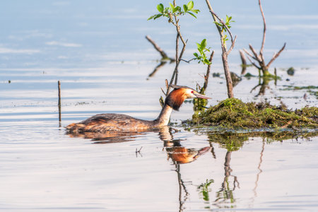 The waterfowl bird Great Crested Grebe swimming in the lake near its nest with eggs. The great...