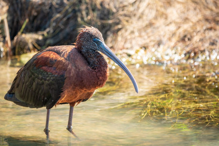 The glossy ibis, latin name Plegadis falcinellus, searching for food in the shallow lagoon. A brown...