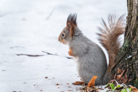 Portrait of a squirrel in winter on white snow background. Eurasian red squirrel, Sciurus vulgarisの写真素材