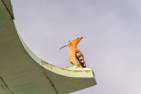 Eurasian hoopoe or Common hoopoe (Upupa epops) bird close-up on cloudy sky background. Early morning...
