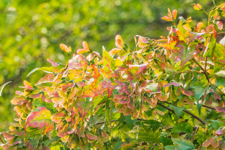 A close-up of the reddish-pink ripening fruits of the Tatar maple. Close-up of red maple tree leaves...