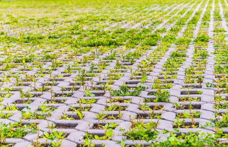 Green grass growing through the cobble stones, outdoor garden flooring background photo texture....
