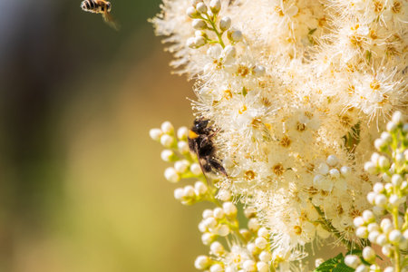 Spiraea chamaedryfolia or germander meadowsweet or elm-leaved spirea white flowers with green...
