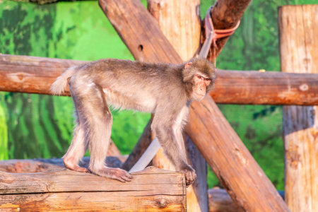Japanese macaque walks on a wooden log