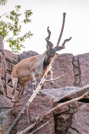 Close-up portrait of Markhor, Capra falconeri, wild goat native to Central Asia, Karakoram and the Himalayas. Males have tightly curled, corkscrew-like horns, up to 160 cm longの写真素材